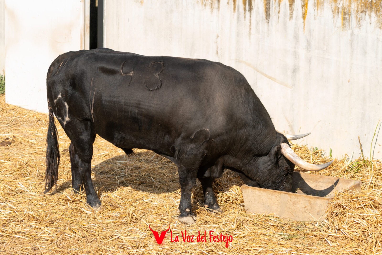 jandilla_San_Fermin-6
