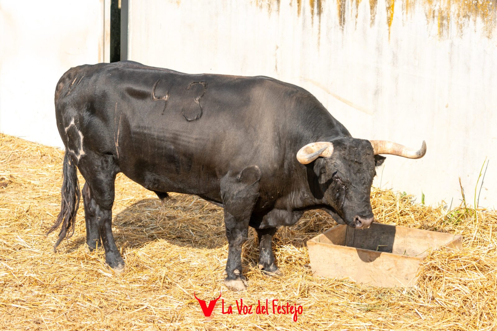 jandilla_San_Fermin-8