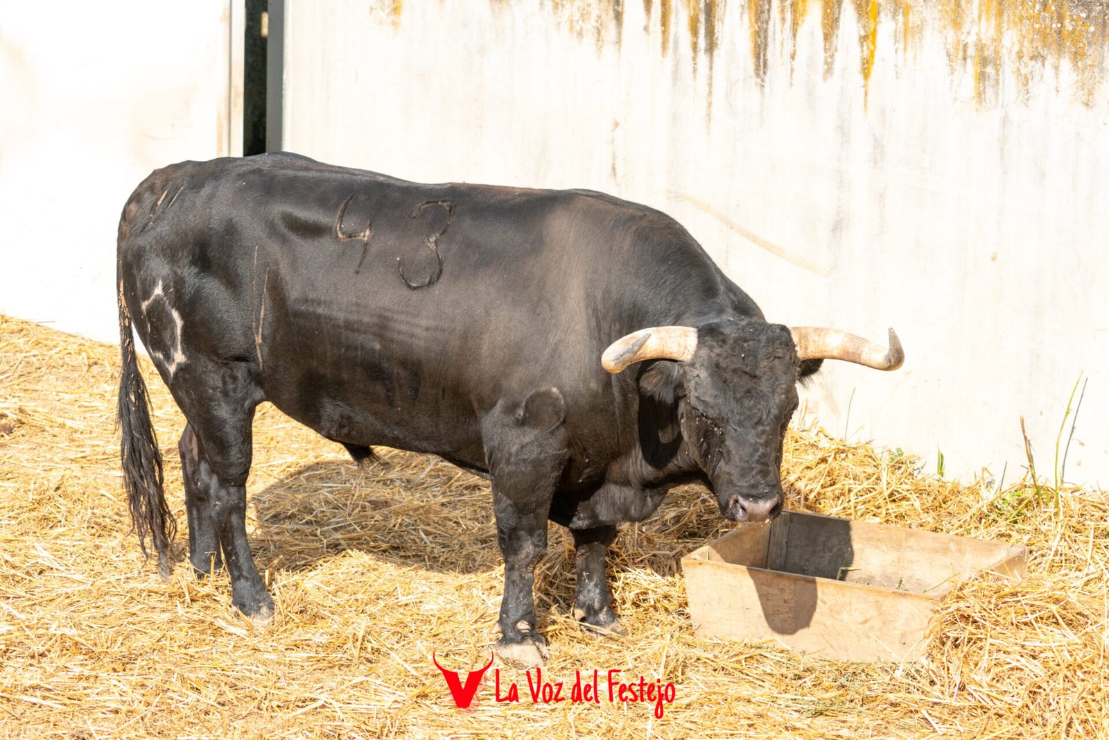 jandilla_San_Fermin-9