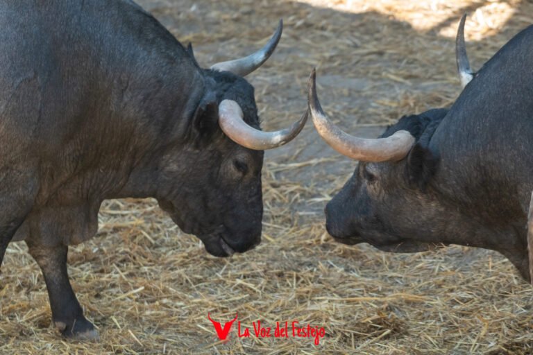 Previa del quinto Encierro de San Fermín 2026: todos los datos, el encierrillo y galería de fotos de los toros de José Escolar