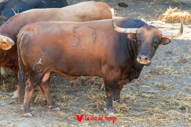 Previa del sexto Encierro de San Fermín 2026: todos los datos, el encierrillo y galería de fotos de los toros de La Palmosilla