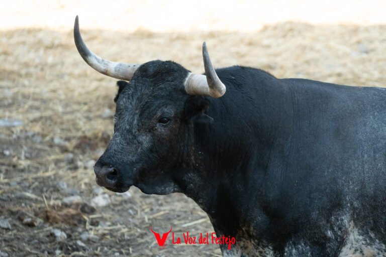 Previa del séptimo Encierro de San Fermín 2026: todos los datos, el encierrillo y galería de fotos de los toros de Miura