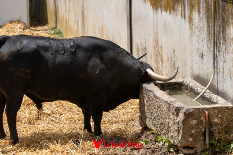 Previa del tercer Encierro de San Fermín 2026: todos los datos, el encierrillo y galería de fotos de los toros de Victoriano del Río