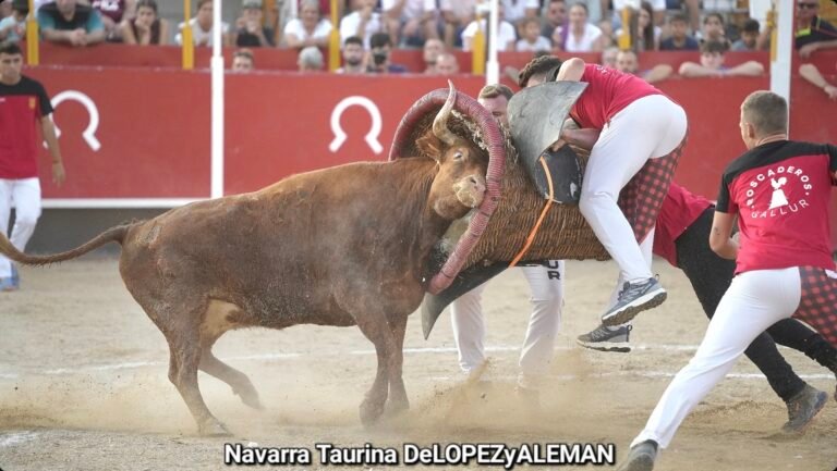 Gallur ganó en el Concurso de Roscaderos de Pedrola 2026 con vacas de Vicente Domínguez