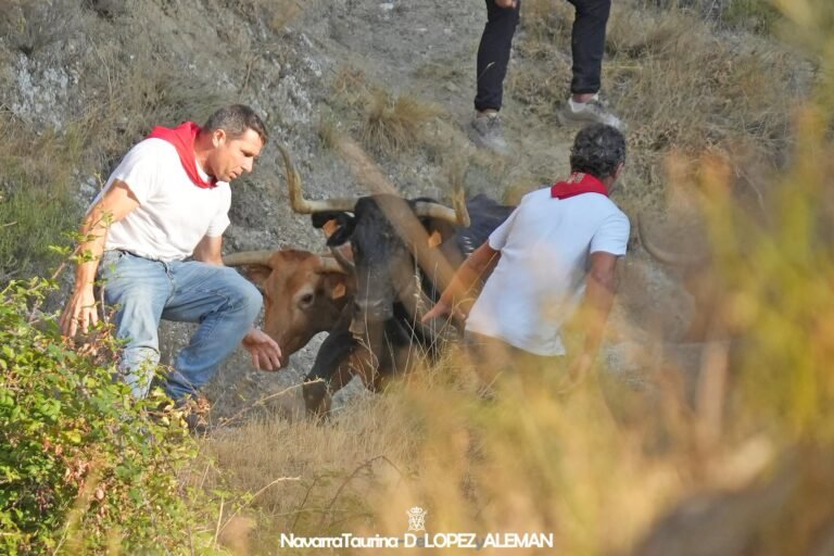 Milana lidera un bonito Segundo Pilón de Falces 2026 en el que las vacas de José María Goñi hacen disfrutar a los mozos