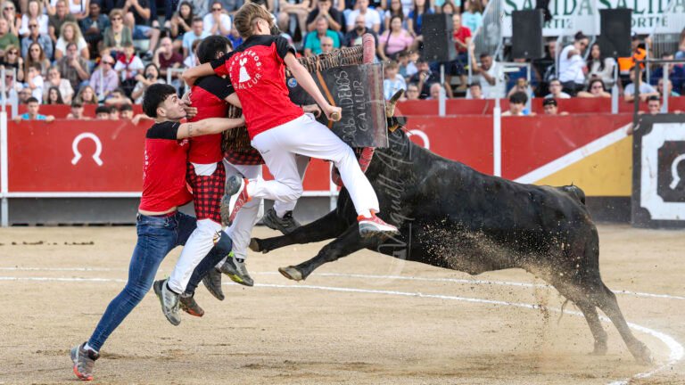 Gallur ganó el Concurso de Roscaderos de Fuentes de Ebro 2026 con vacas de Rafael Alarcón